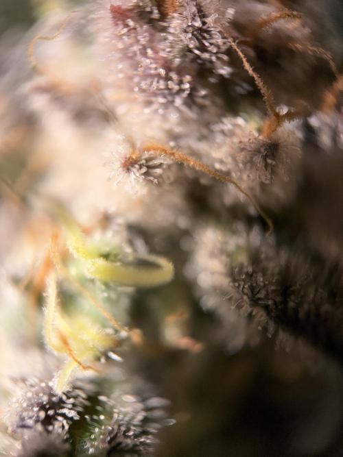 World of Seeds - Burger Kush EV. Week 12