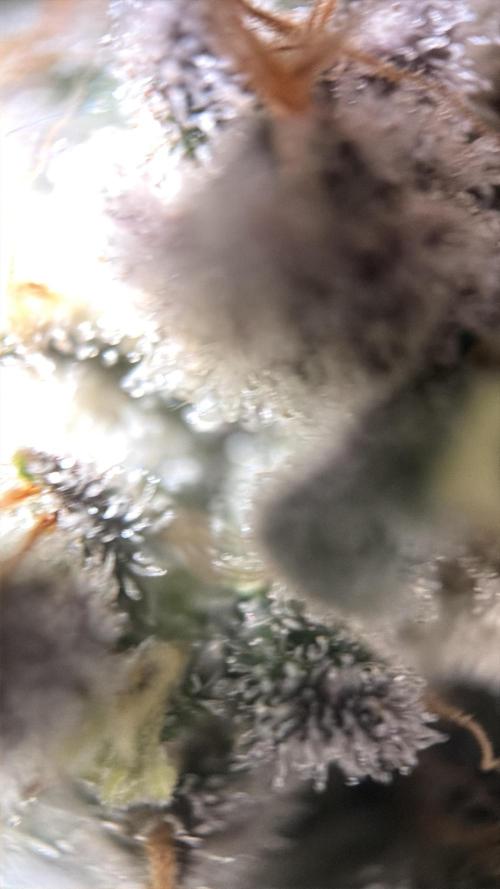 World of Seeds - Burger Kush EV. Week 12