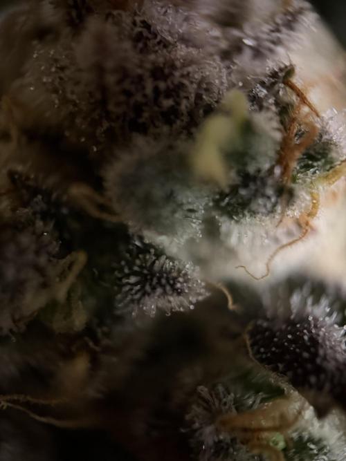 World of Seeds - Burger Kush EV. Week 12