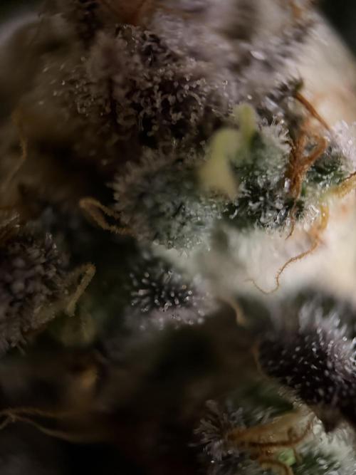 World of Seeds - Burger Kush EV. Week 12