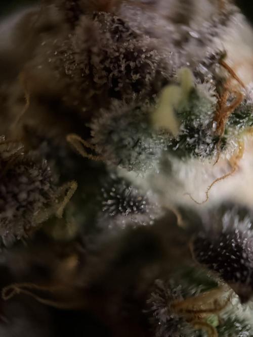 World of Seeds - Burger Kush EV. Week 12