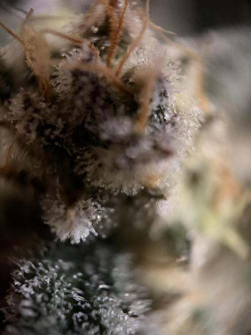 World of Seeds - Burger Kush EV. Week 12