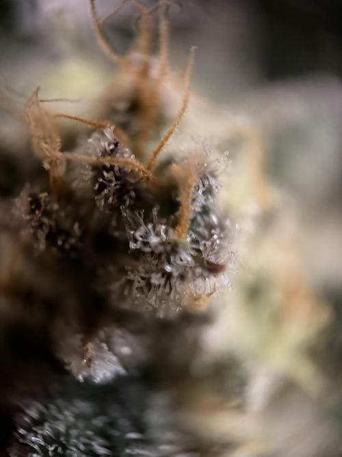 World of Seeds - Burger Kush EV. Week 12
