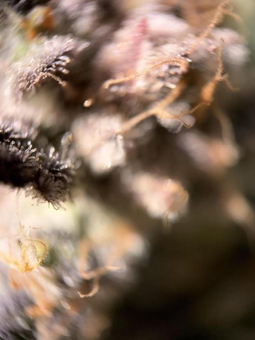 World of Seeds - Burger Kush EV. Week 12