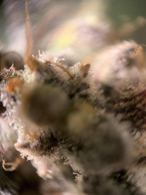 World of Seeds - Burger Kush EV. Week 12