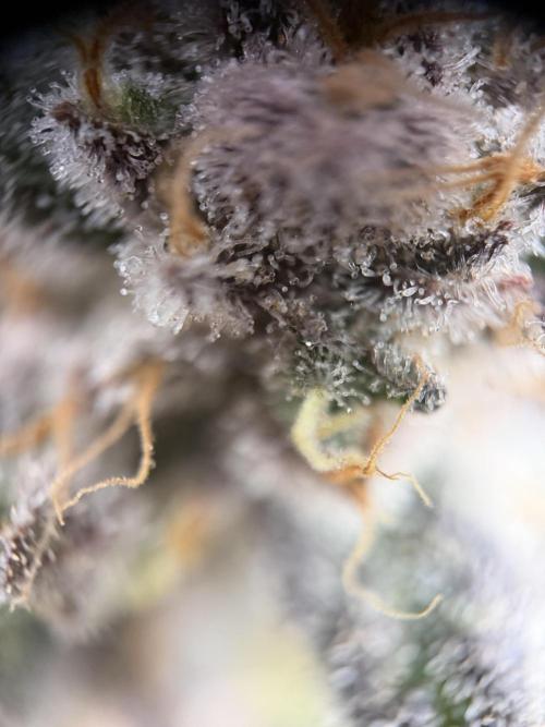 World of Seeds - Burger Kush EV. Week 12