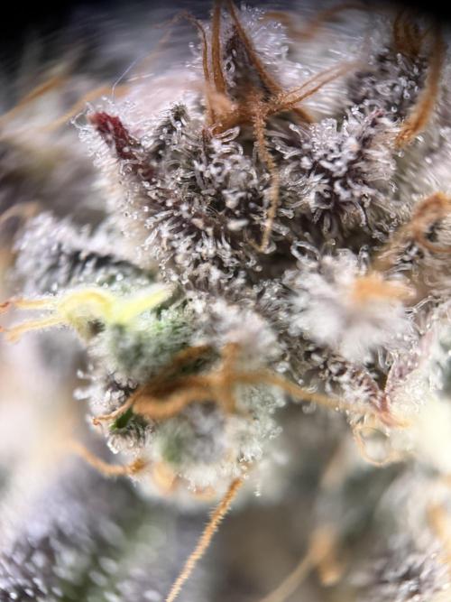 World of Seeds - Burger Kush EV. Week 12