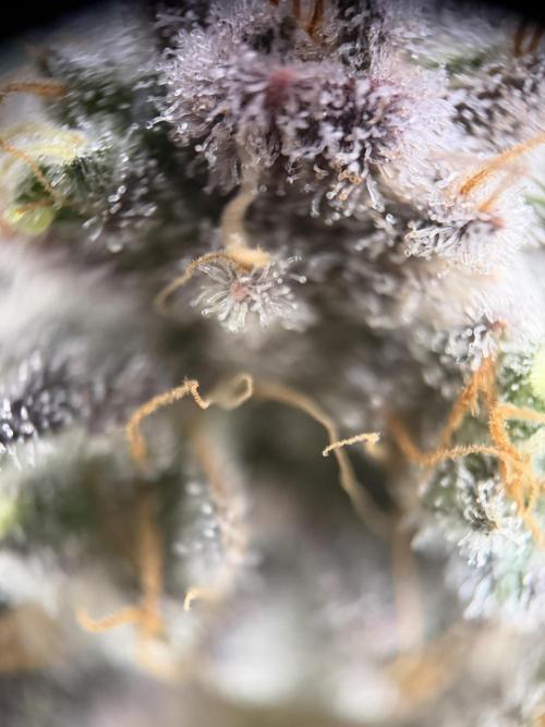 World of Seeds - Burger Kush EV. Week 12