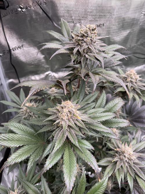 World of Seeds - Burger Kush EV. Week 12