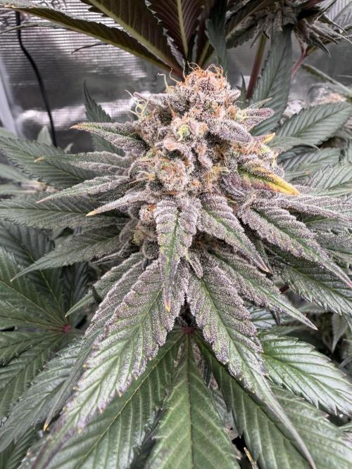 World of Seeds - Burger Kush EV. Week 12