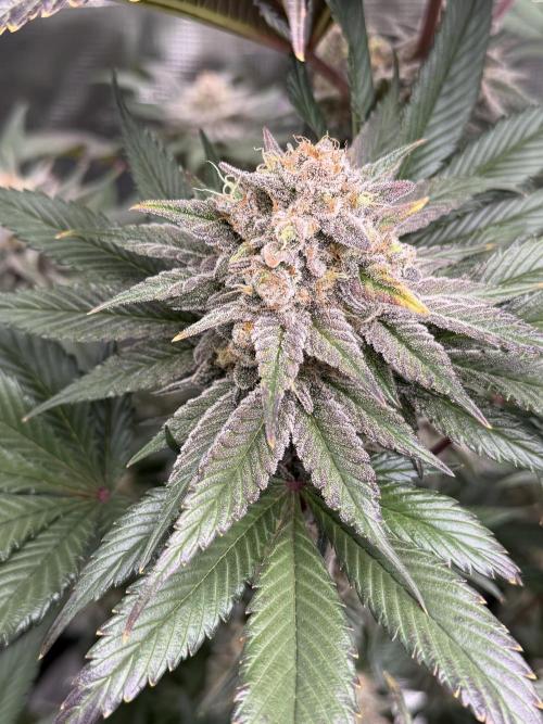World of Seeds - Burger Kush EV. Week 12