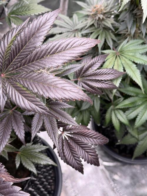 World of Seeds - Burger Kush EV. Week 12