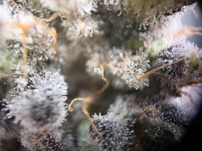 World of Seeds - Burger Kush EV. Week 12