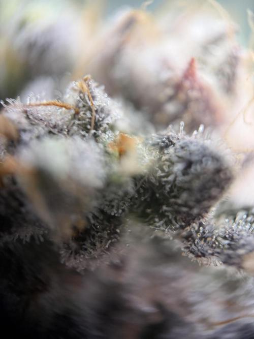 World of Seeds - Burger Kush EV. Week 12