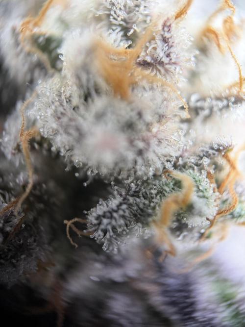 World of Seeds - Burger Kush EV. Week 12