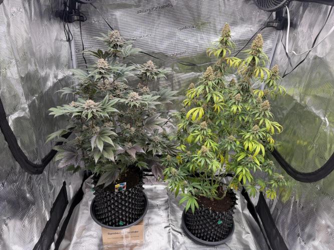 World of Seeds - Burger Kush EV. Week 12