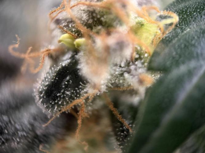 Zamnesia Landrace Pack - Colombian Gold. Week 15