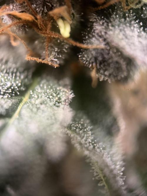 Zamnesia Landrace Pack - Colombian Gold. Week 15