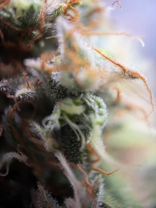 Zamnesia Landrace Pack - Afghani indoor. Week 15
