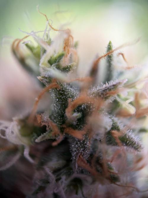Zamnesia Landrace Pack - Afghani indoor. Week 15