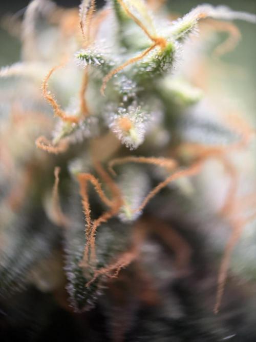 Zamnesia Landrace Pack - Afghani indoor. Week 15