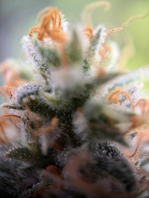 Zamnesia Landrace Pack - Afghani indoor. Week 15
