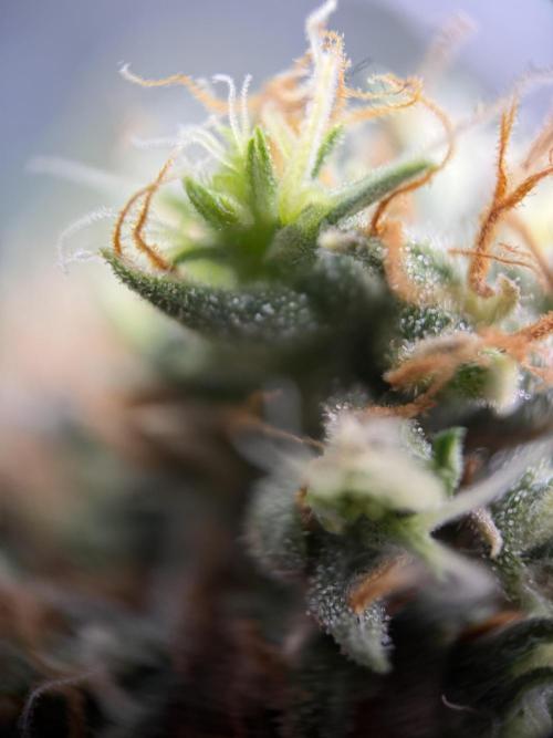 Zamnesia Landrace Pack - Afghani indoor. Week 15