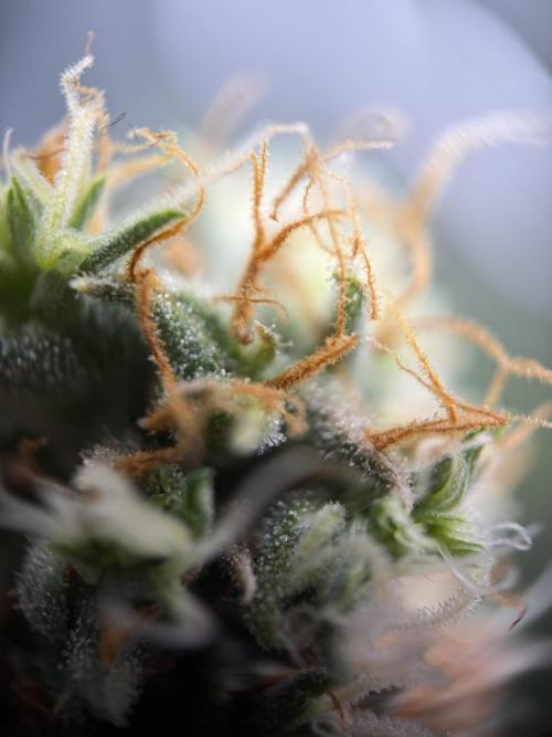 Zamnesia Landrace Pack - Afghani indoor. Week 15