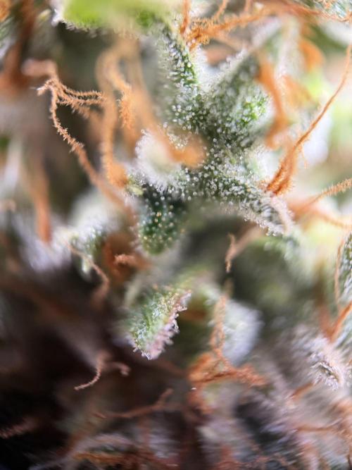 Zamnesia Landrace Pack - Afghani indoor. Week 15