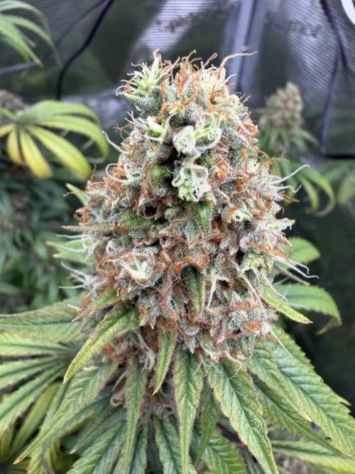 Zamnesia Landrace Pack - Afghani indoor. Week 15