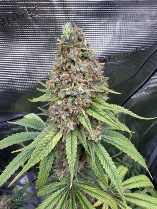 Zamnesia Landrace Pack - Afghani indoor. Week 15