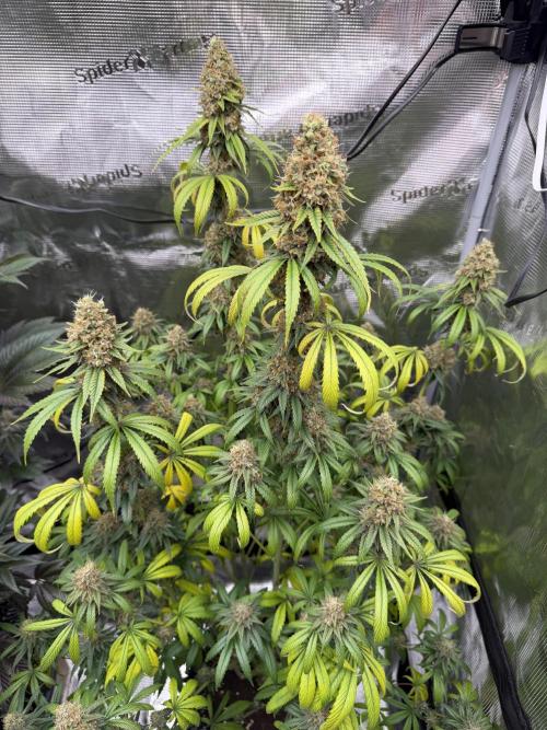 Zamnesia Landrace Pack - Afghani indoor. Week 15