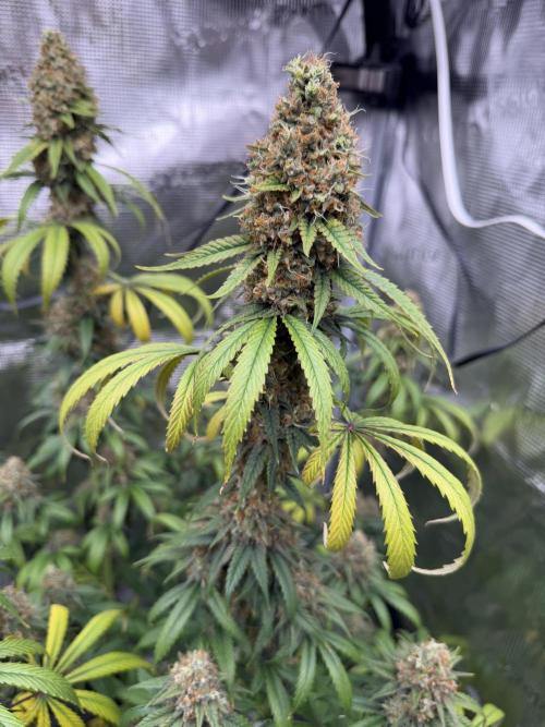 Zamnesia Landrace Pack - Afghani indoor. Week 15