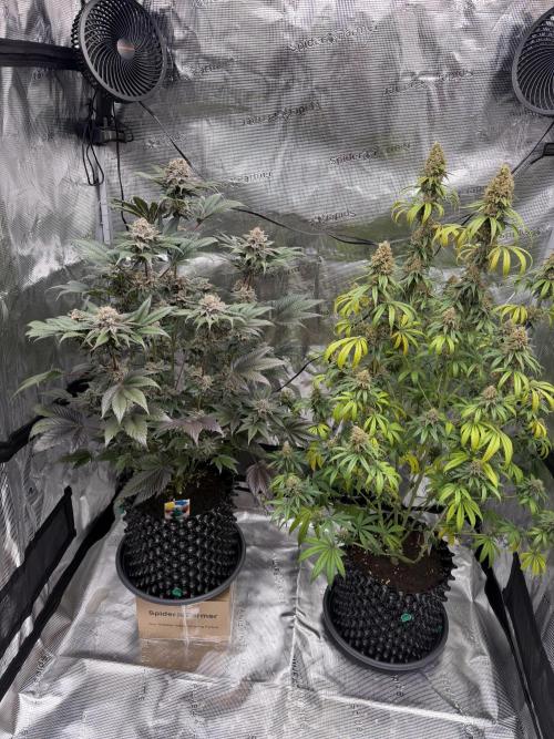 Zamnesia Landrace Pack - Afghani indoor. Week 15