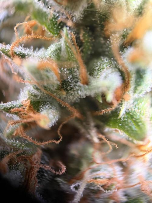 Zamnesia Landrace Pack - Afghani indoor. Week 15