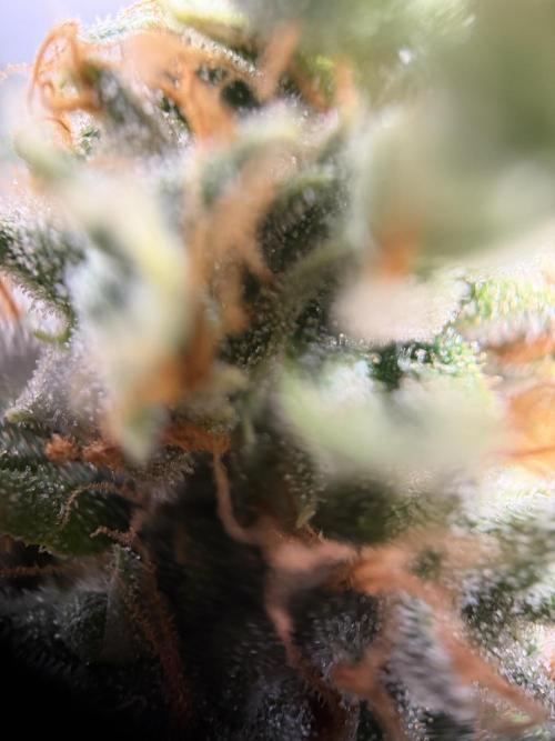 Zamnesia Landrace Pack - Afghani indoor. Week 15