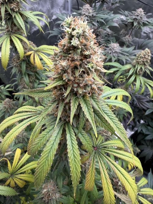Zamnesia Landrace Pack - Afghani indoor. Week 15
