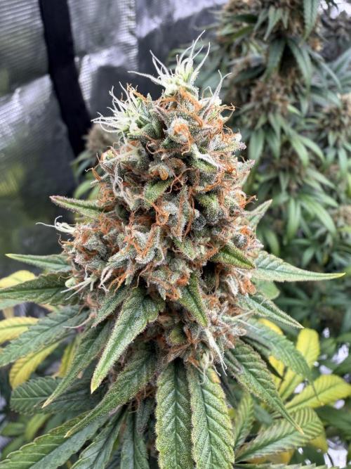 Zamnesia Landrace Pack - Afghani indoor. Week 15