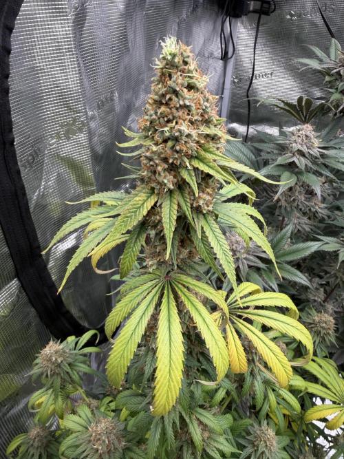 Zamnesia Landrace Pack - Afghani indoor. Week 15