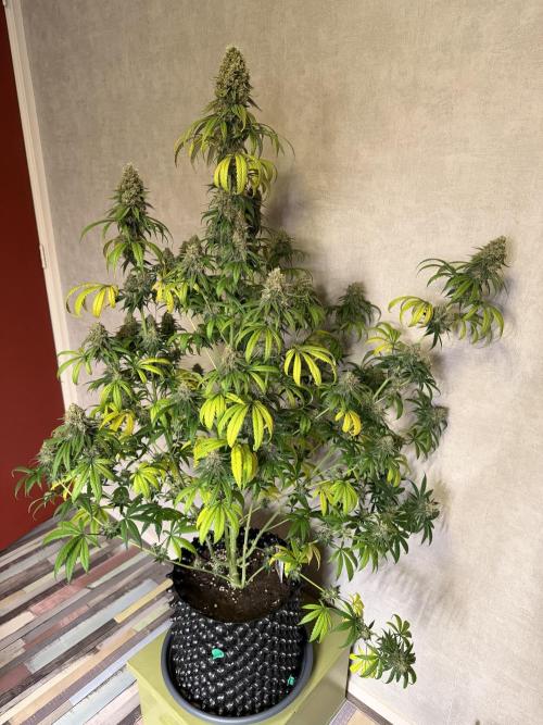 Zamnesia Landrace Pack - Afghani indoor. Week 15