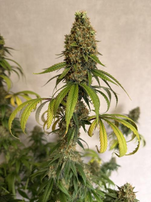 Zamnesia Landrace Pack - Afghani indoor. Week 15