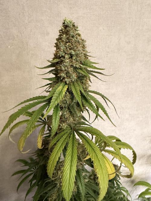 Zamnesia Landrace Pack - Afghani indoor. Week 15