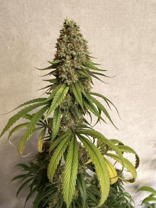 Afghani. Week 15