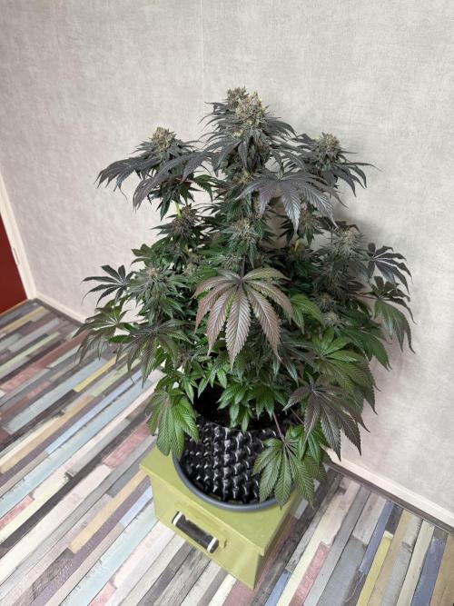 Zamnesia Landrace Pack - Colombian Gold. Week 16