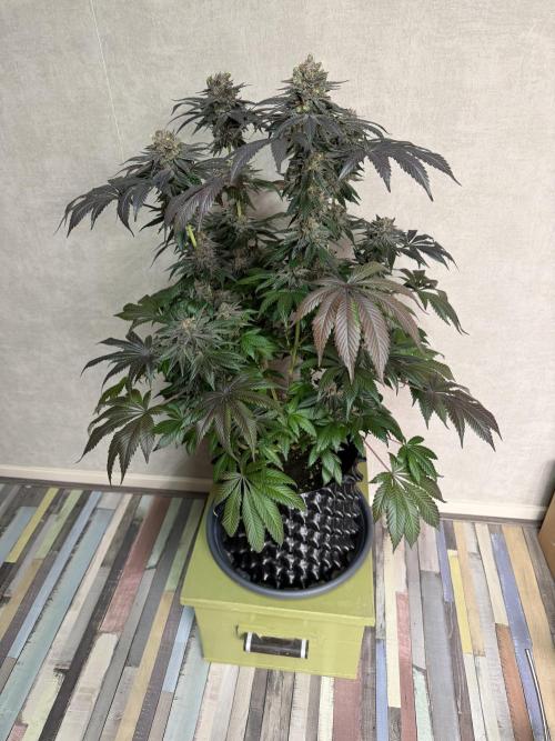 Zamnesia Landrace Pack - Colombian Gold. Week 16