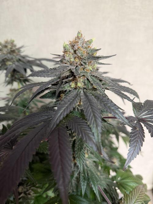 Zamnesia Landrace Pack - Colombian Gold. Week 16