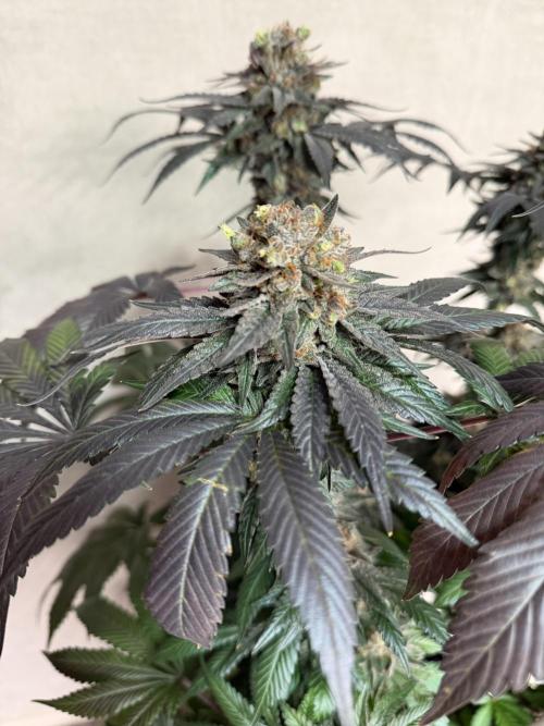 Zamnesia Landrace Pack - Colombian Gold. Week 16
