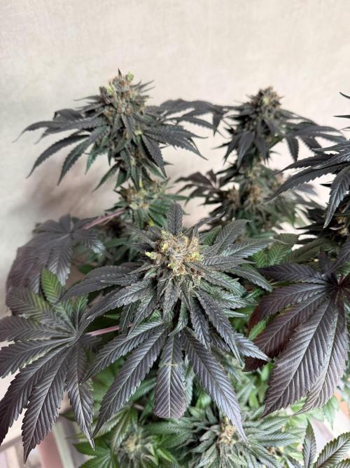 Zamnesia Landrace Pack - Colombian Gold. Week 16