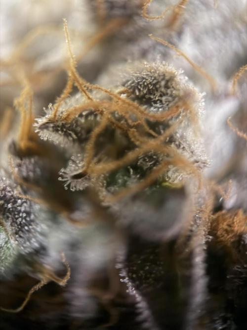 Zamnesia Landrace Pack - Colombian Gold. Week 16