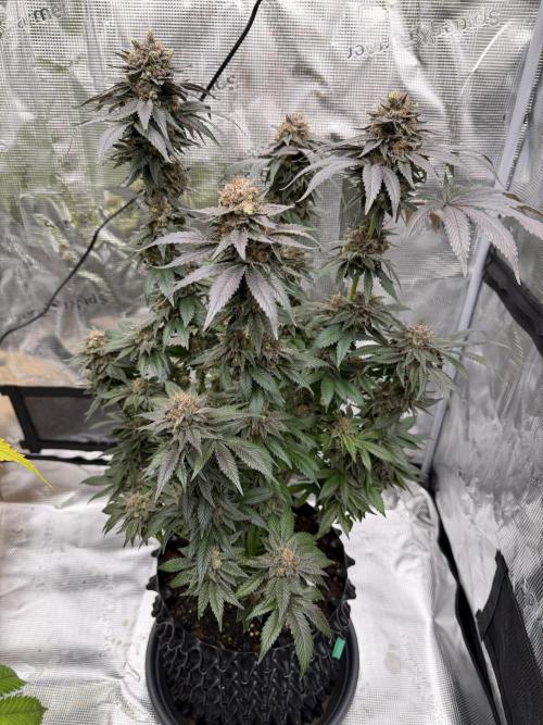 Zamnesia Landrace Pack - Colombian Gold. Week 16